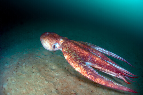 A squid swimming on the ocean floor.