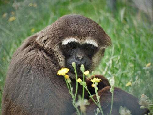 A brown gibbon with while eyebrows and a black face sitting on the grass behind yellow flowers.
