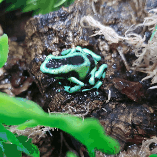 A greenish poison dart frog.