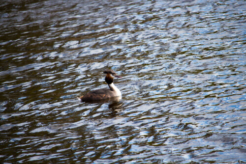 A grebe swimming on the water.