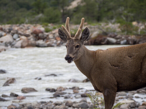 Discover Five Animals of the Patagonia Region
