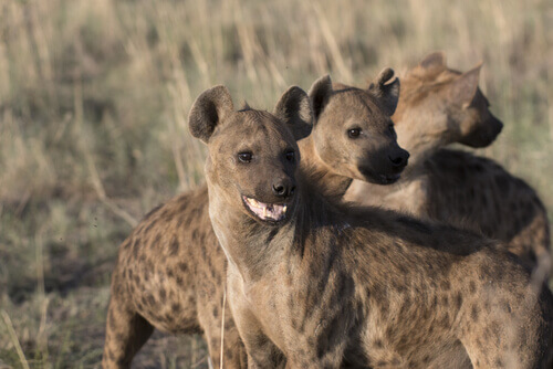All About the Behavior of the Hyena - My Animals