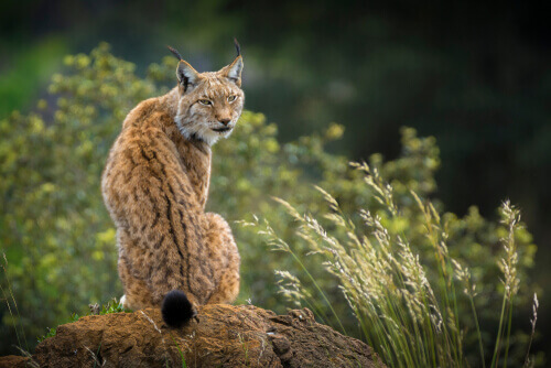 A lynx looking over its shoulder while sitting on a large rock.