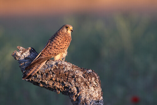 A large bird perched on a tree.