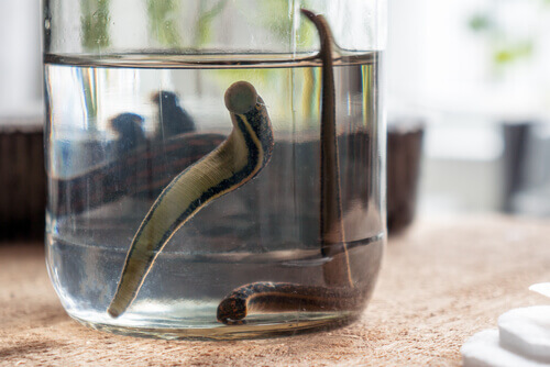 Several leeches swimming in a jar of water.