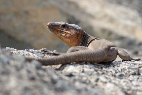 A gran canaria giant lizard on a rock.