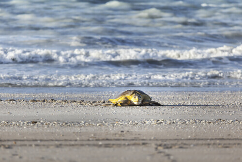 A turtle crawling onto the beach.