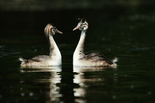 Two grebes floating on water in the dark, looking at one another.