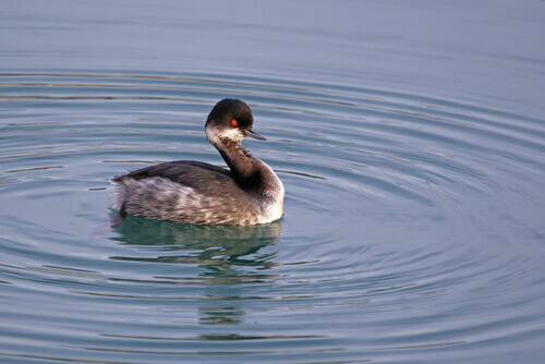 Hooded Grebe: The Bird that Created a National Park