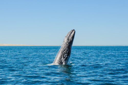 A gray whale jumping out of the water off the coast of Mexico.