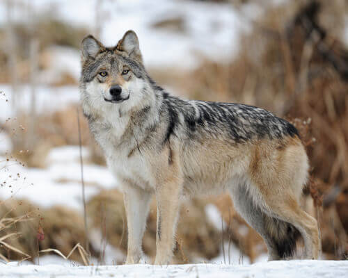 A Mexican wolf in the snow.