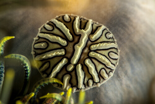 A black and tan myzostomida.