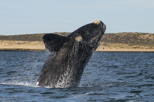 A southern white whale jumping out of the water.