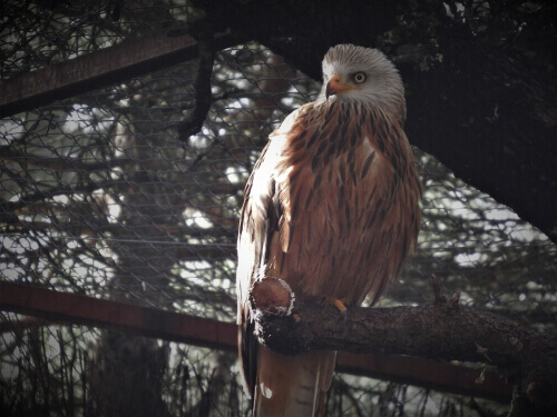 A red kite perched on a tree branch.