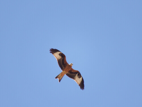 A red kite soaring through a clear blue sky.