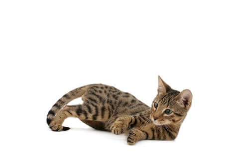 A serengueti kitten looking playful.