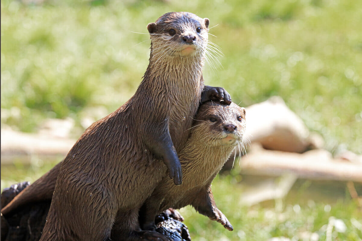 One otter leaning on another.
