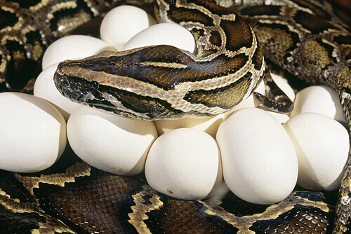 Some Snakes Are Good Mothers