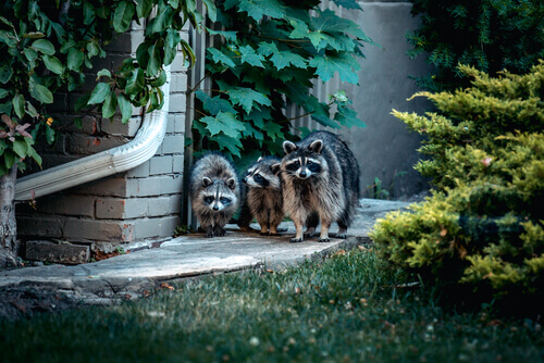 Three racoons creaping around a house at night.