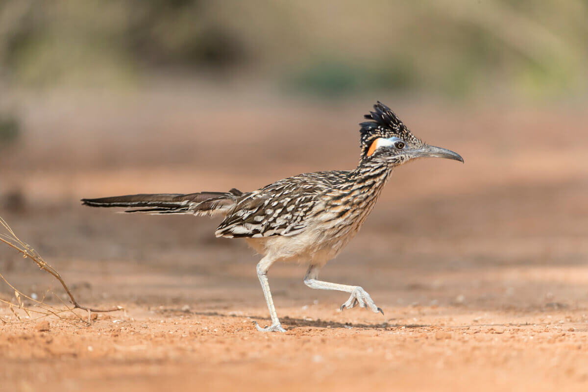 A roadrunner on the ground.