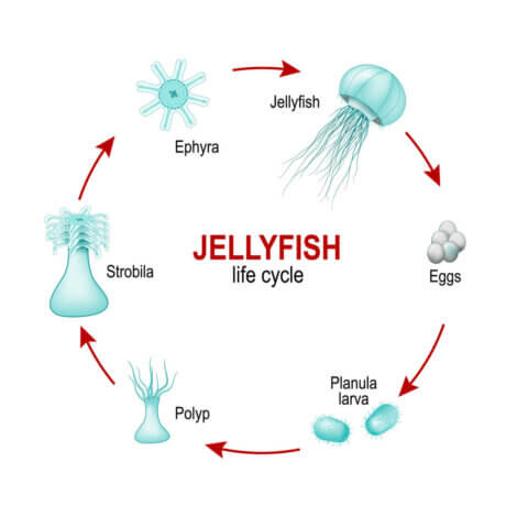 6 Interesting Facts About Jellyfish - My Animals