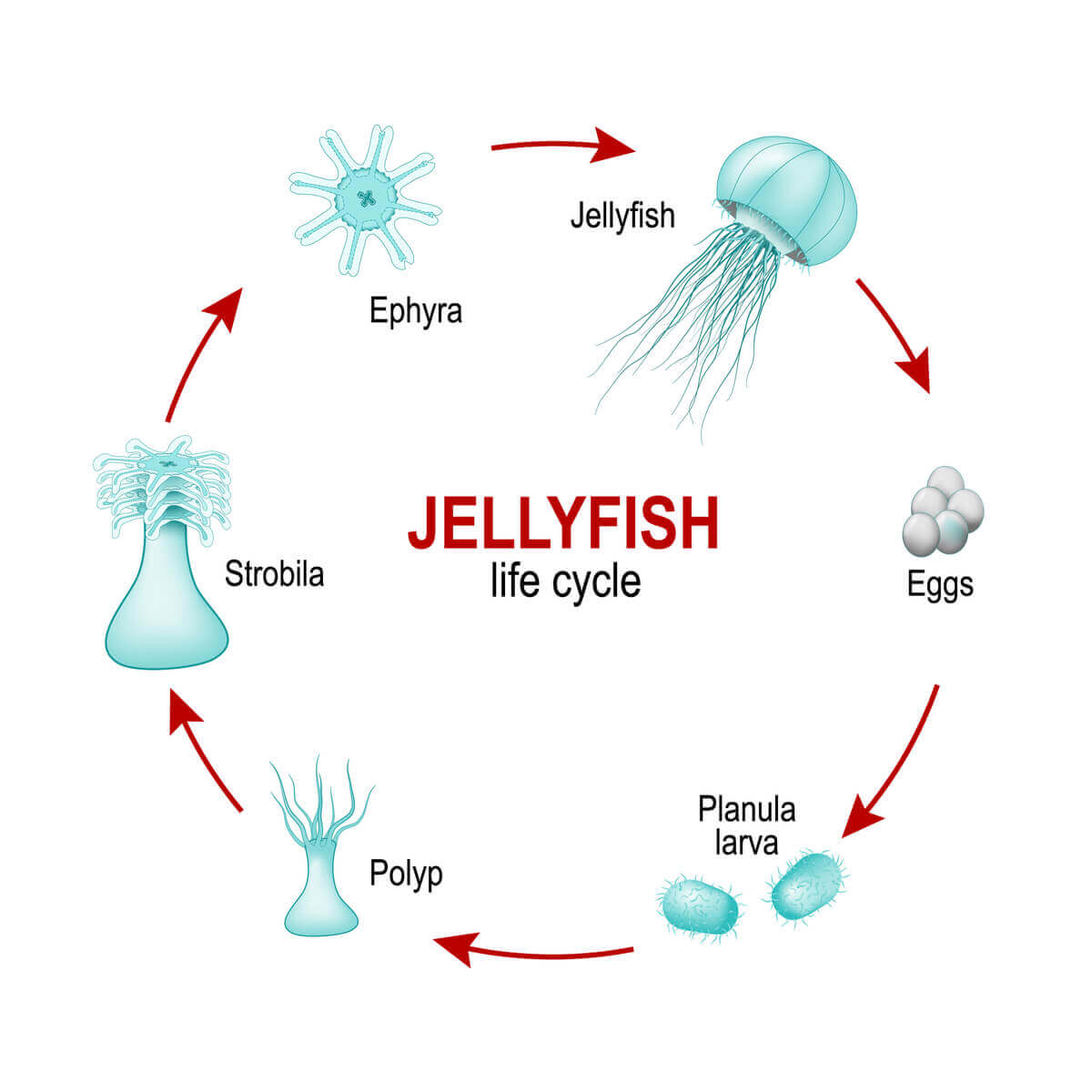 Interesting facts about the jellyfish.