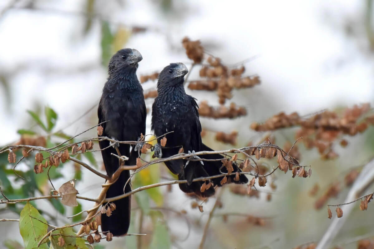 Two black birds perched on twigs.