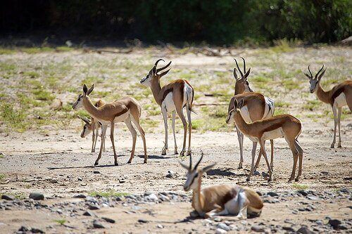 A group of gazelles.