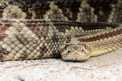 The face of a Crotalus durissus.