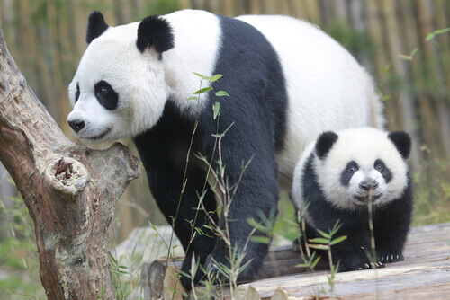 Two pandas in a reserve.