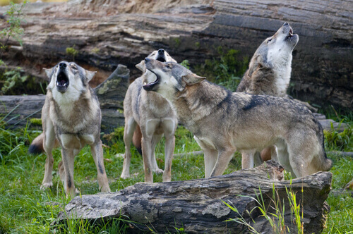 A pack of wolves howling.