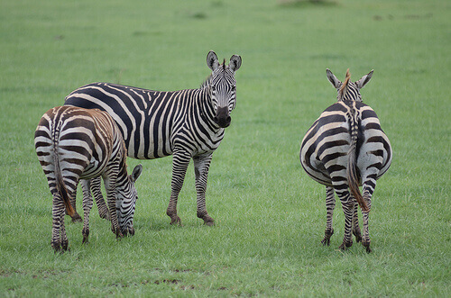 Three zebras grazing in a field.