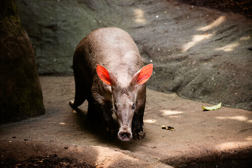 An aardvark looks for food.