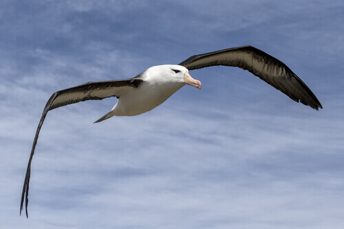 An albatross in flight.