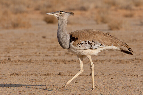 The Arabian bustard.