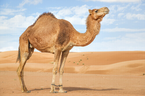The Arabian camel.