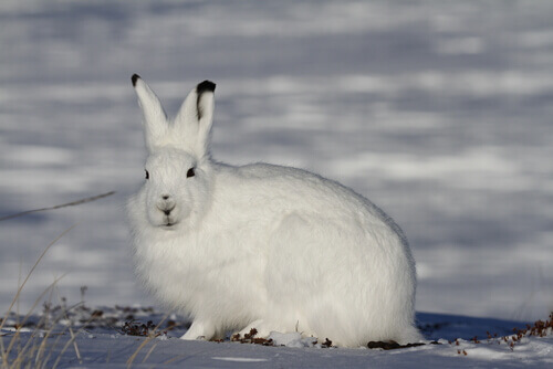 Arctic hare in the snow.