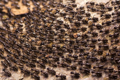 How Much Do You Know about Army Ants?
