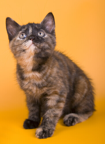 Cat breeds: Australian Mist.