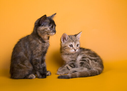 Two offspring of Australian Mist.