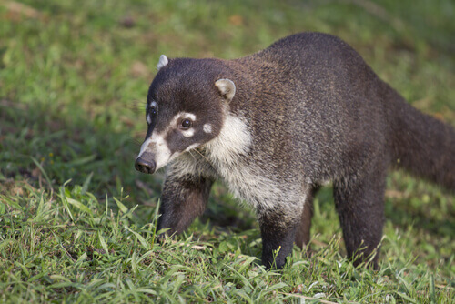 A badger walks across the grass.