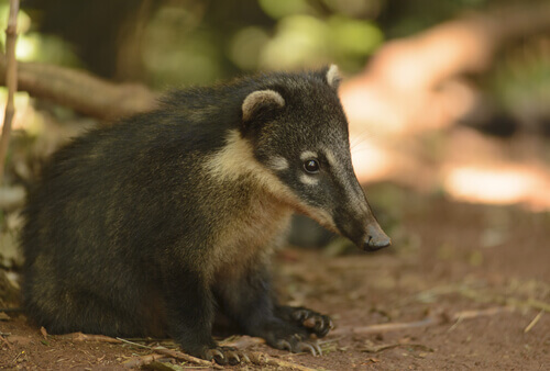 All About Badgers: Characteristics, Habitat and Behavior
