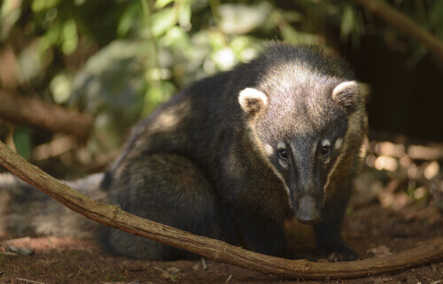 A badger at rest in a wood.