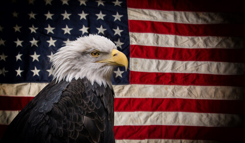 The American bald eagle.
