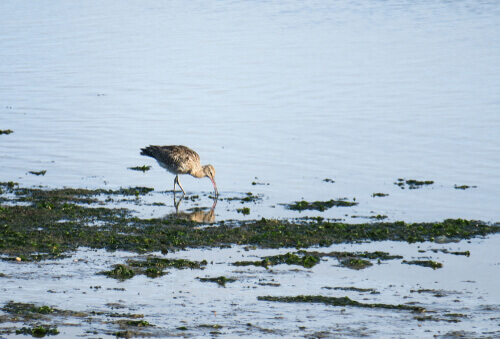 A bird searching for food.