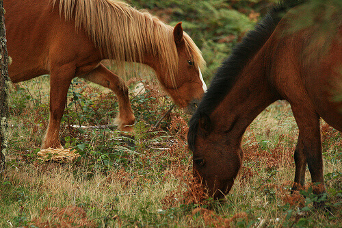 Two horses feeding.