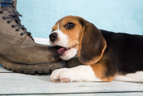 A beagle biting a shoe.