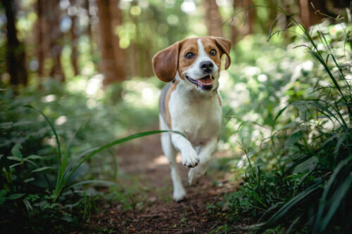 Which Are the Most Common Diseases in Beagles?