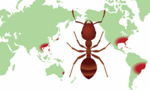 What Are Biodiversity Distribution Maps?