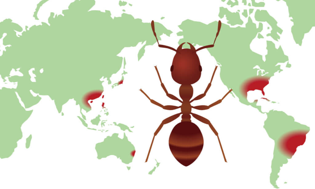 What Are Biodiversity Distribution Maps?